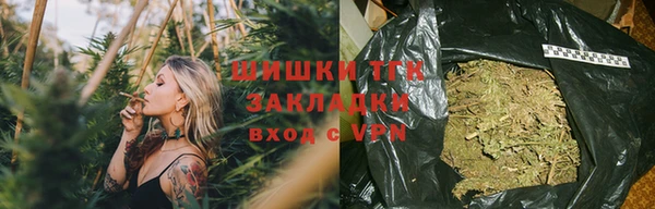 индика Бородино